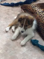 AKC Gismo, a male Shetland Sheepdog for sale in Lebanon, MO – 2 of 7