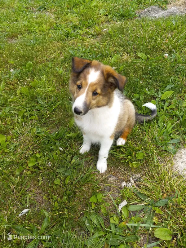 AKC Lucky – Shetland Sheepdog puppy for sale in Lebanon, MO