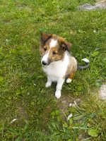 AKC Lucky, a male Shetland Sheepdog for sale in Lebanon, MO – 1 of 8