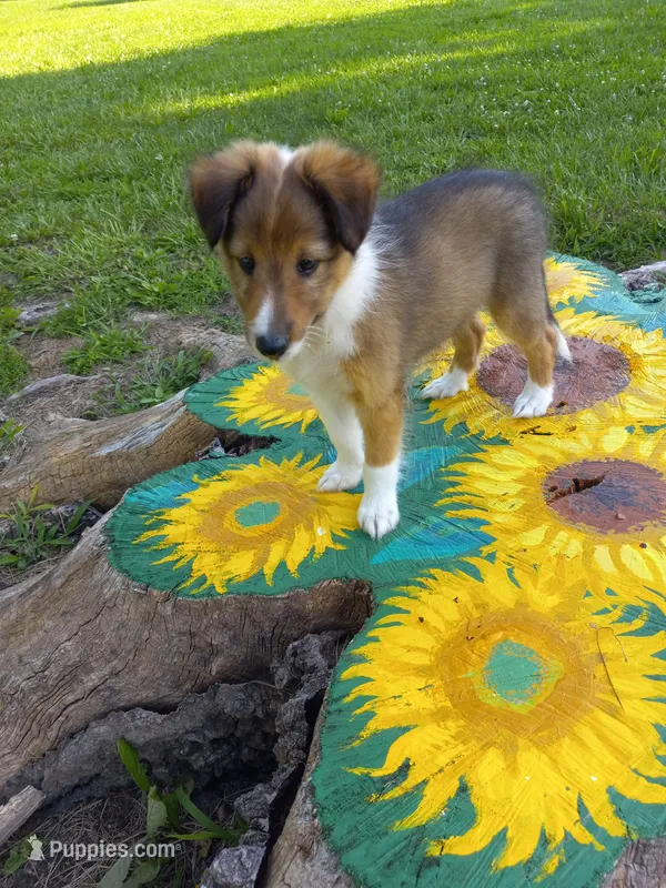AKC Dakota  – Shetland Sheepdog puppy for sale in Lebanon, MO