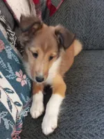 AKC Clemintine , a female Shetland Sheepdog for sale in Lebanon, MO – 3 of 8