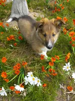 AKC Toby, a male Shetland Sheepdog for sale in Lebanon, MO – 4 of 7
