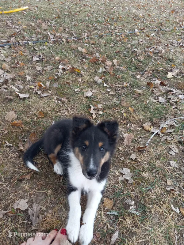 AKC Flint – Shetland Sheepdog puppy for sale in Lebanon, MO