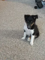 AKC Flint, a male Shetland Sheepdog for sale in Lebanon, MO – 4 of 7