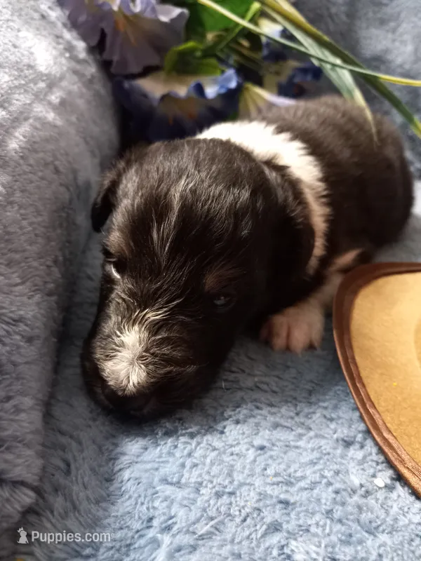 AKC Harley – Shetland Sheepdog puppy for sale in Lebanon, MO