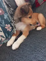 AKC Clemintine , a female Shetland Sheepdog for sale in Lebanon, MO – 2 of 8