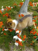 AKC Toby, a male Shetland Sheepdog for sale in Lebanon, MO – 3 of 7