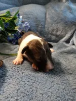  AKC PJ, a male Shetland Sheepdog for sale in Lebanon, MO – 1 of 6