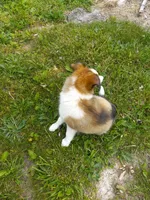AKC Lucky, a male Shetland Sheepdog for sale in Lebanon, MO – 3 of 8