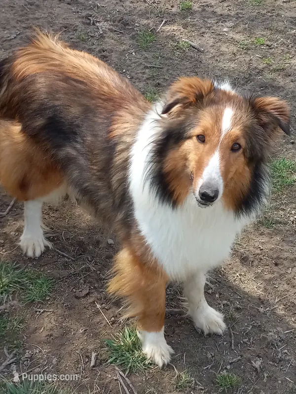 AKC Princess Ginger – Shetland Sheepdog puppy for sale in Lebanon, MO