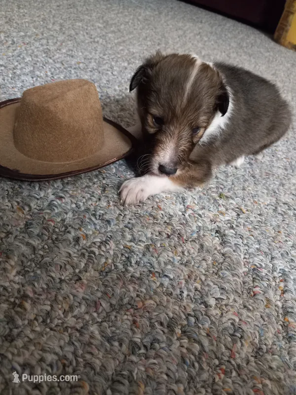 AKC Dakota  – Shetland Sheepdog puppy for sale in Lebanon, MO