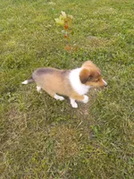 Sweet Pea. , a female Shetland Sheepdog for sale in Lebanon, MO – Photo 3 of 6