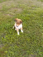 Sweet Pea. , a female Shetland Sheepdog for sale in Lebanon, MO – Photo 2 of 6