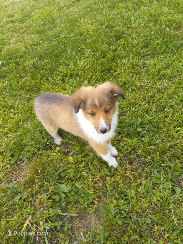 Sweet Pea.  – Shetland Sheepdog puppy for sale in Lebanon, MO