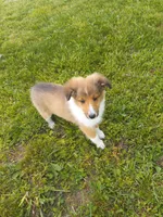 Sweet Pea. , a female Shetland Sheepdog for sale in Lebanon, MO – Photo 1 of 6