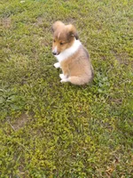 Sweet Pea. , a female Shetland Sheepdog for sale in Lebanon, MO – Photo 4 of 6