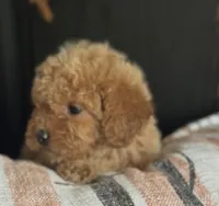 Bambi, a female Goldendoodle for sale in Harrison, AR – 4 of 8