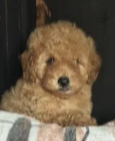 Ruby, a female Goldendoodle for sale in Harrison, AR – 2 of 8