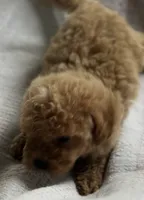 Bambi, a female Goldendoodle for sale in Harrison, AR – 7 of 8
