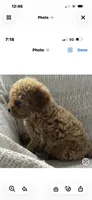 Ruby, a female Goldendoodle for sale in Harrison, AR – 7 of 8