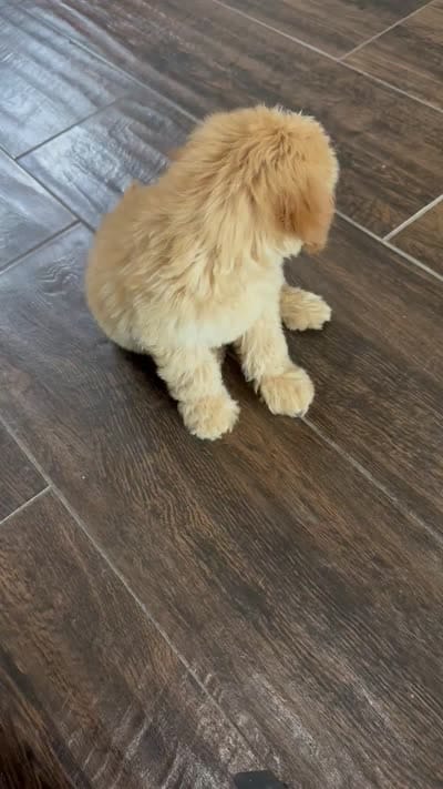 Dash, a male Miniature Goldendoodle for sale in Harrison, AR – 8 of 8