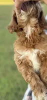 Harvey, a male Goldendoodle for sale in Harrison, AR – 5 of 5