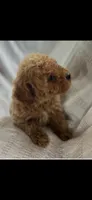 Ruby, a female Goldendoodle for sale in Harrison, AR – 6 of 8