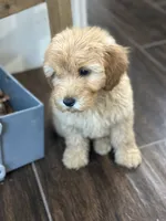 Dash, a male Miniature Goldendoodle for sale in Harrison, AR – 4 of 8