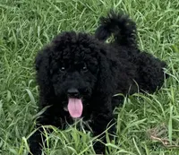 Lady, a female Poodle - Miniature  for sale in Harrison, AR – Photo 5 of 8