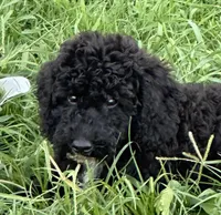 Lady, a female Poodle - Miniature  for sale in Harrison, AR – Photo 6 of 8