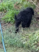 Lady, a female Poodle - Miniature  for sale in Harrison, AR – Photo 8 of 8