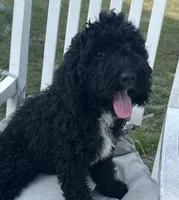 Lady, a female Poodle - Miniature  for sale in Harrison, AR – Photo 1 of 8