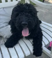 Lady, a female Poodle - Miniature  for sale in Harrison, AR – Photo 7 of 8