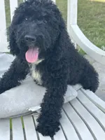 Lady, a female Poodle - Miniature  for sale in Harrison, AR – Photo 3 of 8