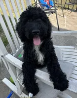 Lady, a female Poodle - Miniature  for sale in Harrison, AR – Photo 2 of 8