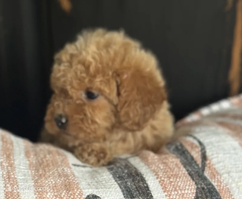 Bambi – Goldendoodle puppy for sale in Harrison, AR