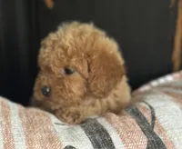 Bambi, a female Goldendoodle for sale in Harrison, AR – 1 of 8