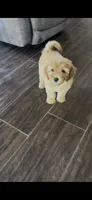 Dash, a male Miniature Goldendoodle for sale in Harrison, AR – 5 of 8