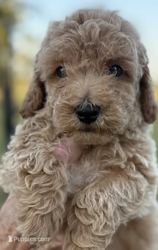 Dash – Goldendoodle puppy for sale in Harrison, AR