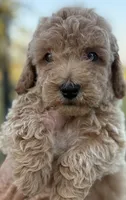 Dash, a male Goldendoodle for sale in Harrison, AR – 1 of 2