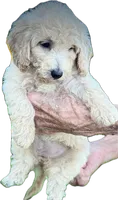 Henry, a male Goldendoodle for sale in Harrison, AR – 4 of 4