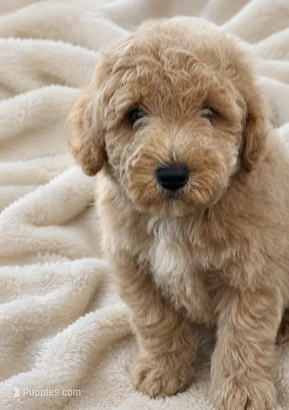 Muffet – Miniature Goldendoodle puppy for sale in Harrison, AR