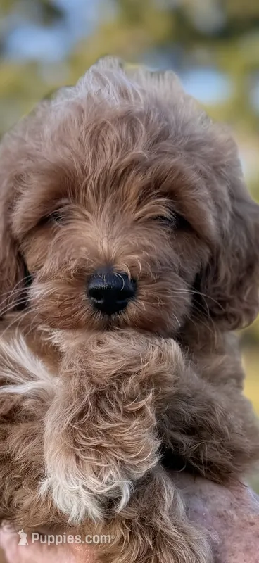 Harvey – Goldendoodle puppy for sale in Harrison, AR