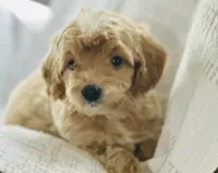 Star, a female Goldendoodle for sale in Harrison, AR – 2 of 7