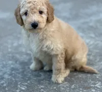 Muffet, a male Miniature Goldendoodle for sale in Harrison, AR – 2 of 4
