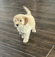 Dash, a male Miniature Goldendoodle for sale in Harrison, AR – 3 of 8