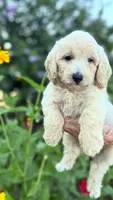 Henry, a male Goldendoodle for sale in Harrison, AR – 2 of 4