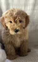 Gordy, a male Miniature Goldendoodle for sale in Harrison, AR – 5 of 8