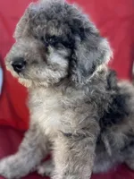 Pepper, a female Poodle - Miniature  for sale in Harrison, AR – Photo 7 of 8