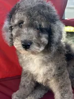 Pepper, a female Poodle - Miniature  for sale in Harrison, AR – Photo 8 of 8